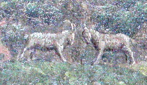Le duel de boucs
